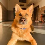 BRUNO | The German Shepherd - @brunothebossdog - Instagram