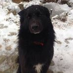 Bruno-Belgian Shepherd - Facebook