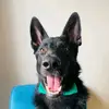 Bruno_Black_GSD - @bruno_thegermanshepherd - TikTok