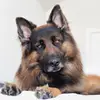 Bruno - @bruno.german.shepherd - TikTok