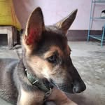 Bruno🐾🧿 - @bruno.shepherd__ - Instagram
