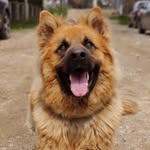 Bruno - @bruno_._the_shepherd - Instagram