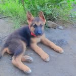 Bruno - @bruno__shepherd_ - Instagram