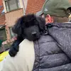 Bruno - @brunotheblackshepherd - TikTok