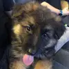 Bruno🐶🐶🐶 - @brunotheshepherd - TikTok