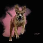 Bruno Cane Shepherd - Facebook