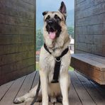 Bruno "East European Shepherd"        Východoevropský ovčák - Facebook