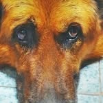 Bruno El-Shepherd - @bruno.elshepherd - Instagram