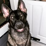Bruno German Shepherd - @brunogsd47 - Instagram