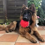 Bruno German Shepherd - @brunoandtheball - Instagram