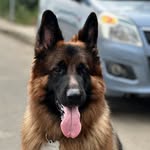 Bruno German Shepherd - @bruno_the_g_shepherd - Instagram