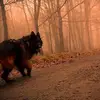 Bruno German Shepherd - @mr._bruno_ - TikTok