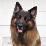 Bruno, German Shepherd Dog 🐕 - @bruno.german.shepherd - Instagram