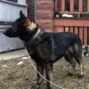 Bruno K9 - @.brunoshepherd - TikTok