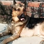 Bruno shepherd - @samthe_dog_lover - Instagram