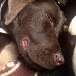 Bruno Shepherd - @bruno_behr - Instagram