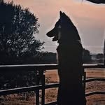 Bruno Shepherd - @its_bruno.shepherd - Instagram