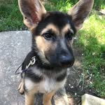 Bruno_Shepherd - @bruno_shepherd_ - Instagram