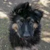 bruno_shepherd - @bruno_theshepperd - TikTok
