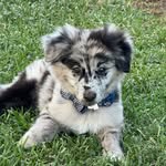Bruno shepherd G. - @brunosagsheperd - Instagram