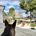 Bruno Shepherdian 🐾 - @brunoshepherdian - Instagram