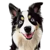 Bruno The Australian Shepherd - @brunotheawesomeaussie - TikTok