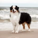 Bruno the Australian Shepherd - @brutas_the_aussie - Instagram