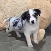 Bruno The Australian Shepherd - @brunotheaussieshepherd - TikTok