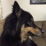 Bruno the English Shepherd - Facebook
