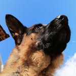 Bruno the German shepherd - @bruno.the.german_shepherd - Instagram