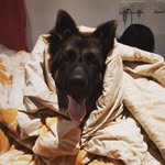 BRUNO| The german shepherd - @bruno_sriramoji - Instagram