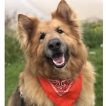Bruno The German Shepherd - @_brunothegermanshepherd_ - Instagram