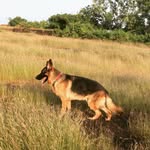 Bruno The German Shepherd - @german_shepherd_bruno - Instagram