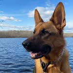Bruno the German Shepherd - @bruno.thegermanshepherddog - Instagram