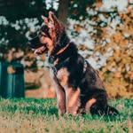 Bruno the German Shepherd - @brunoshepherd - Instagram