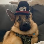 Bruno the German Shepherd - @bruno.the.goodboy - Instagram