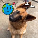 Bruno The German Shepherd - Facebook