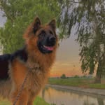 Bruno The German Shepherd - @bruno_thegsd_ - Instagram