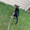 Bruno The German Shepherd - @grod1279 - TikTok