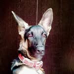 Bruno The German Shepherd - @iambruno.gsd - Instagram
