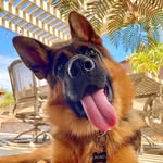 Bruno The German Shepherd 🐾 - @hello.its.bruno - Instagram