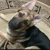 Bruno the German shepherd - @brunothegermanshepherd01 - TikTok