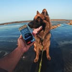 Bruno The Shepherd - @life_of_buno - Instagram