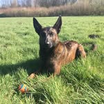 Bruno The Shepherd - @bruno_thedutchshepherd - Instagram