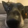🫧bruno the shepherd🫧 - @bruno.the.shepherd8 - TikTok