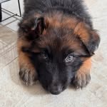 Bruno the Shepherd - @brunotheshepherd16 - Instagram