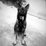 Bruno The Shepherd  - Facebook