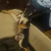 bruno_the_shepherd - @bruno_the_shepherd - TikTok