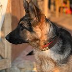 Bruno The Shepherd Dog - Facebook