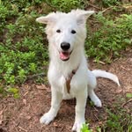 Bruno White Shepherd - @valkoinenpaimenkoirabruno - Instagram